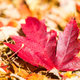 Illustration for article titled 48 Photos Of Autumn Around The World